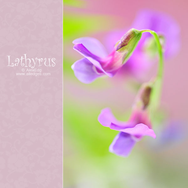 Lathyrus_by_AlexEdg (600x600, 48Kb)