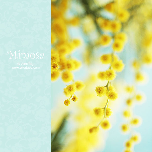 mimosa___IV_by_AlexEdg (600x600, 64Kb)