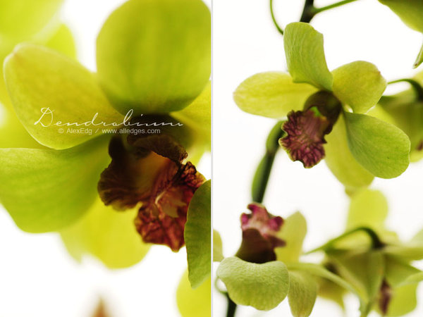 Orchid_Dendrobium___I_by_AlexEdg (600x450, 49Kb)