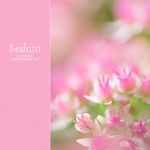 Sedum_by_AlexEdg (600x600, 53Kb)