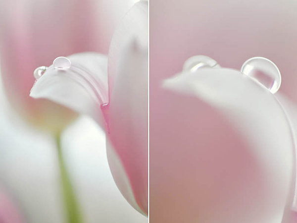 Tulips_I_by_AlexEdg (600x450, 24Kb)