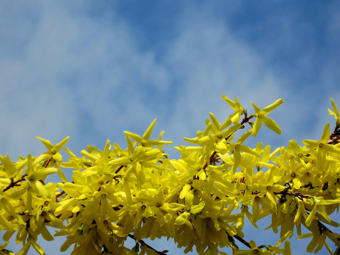 IMG_0568 (700x525, 134Kb)