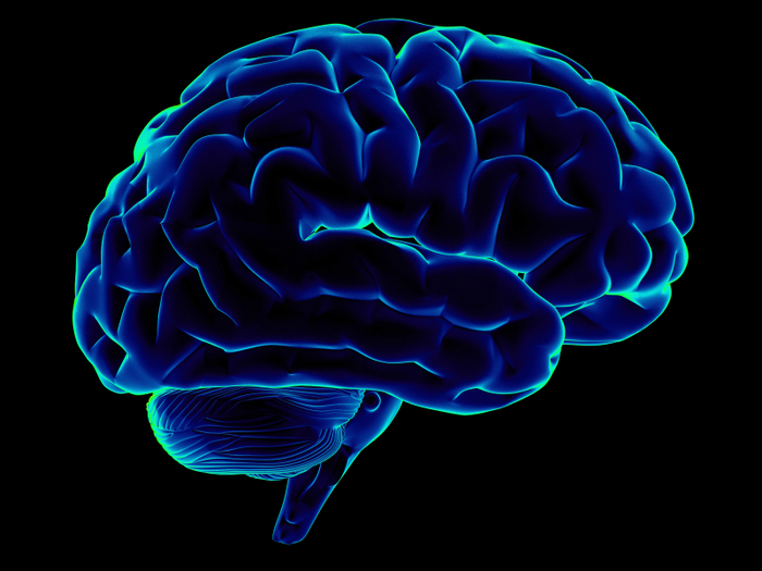 4387736_brain (700x525, 267Kb)