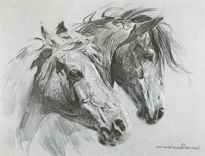 Juan González Alacreu  - Cabezas de caballos - dibujo al lápiz - (700x532, 97Kb)