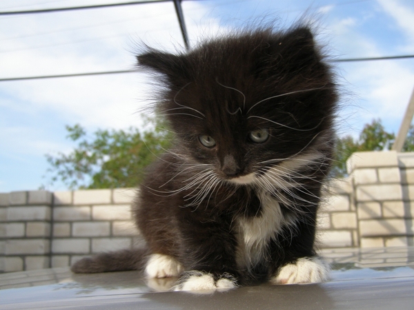 ������� (600x450, 152Kb)