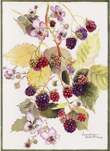 blackberry_botanical (364x501, 44Kb)
