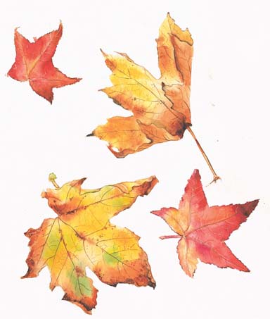 fall_maple_leaves2 (384x453, 32Kb)