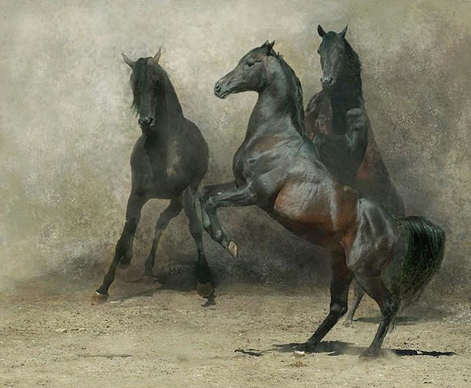 WojtekKwiatkowski17 (680x561, 306Kb)