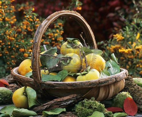 Basket of apple quinces & leaves with moss & bark outdoors-352864 (500x411, 83Kb)