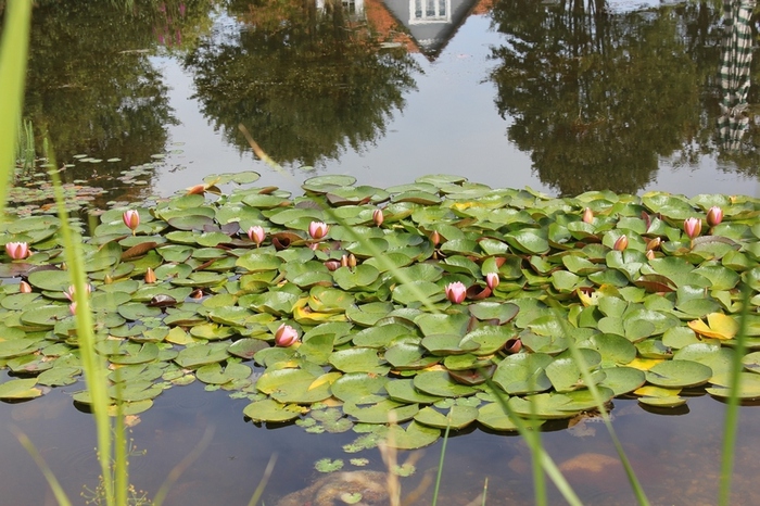 Spiegel-in-der-Natur-a25694926 (800x566, 224Kb)