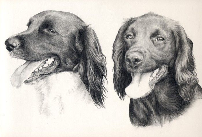 spaniels (700x474, 83Kb)