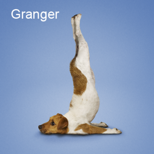 thumb_1283256811_Yoga_dogs9 (500x501, 231Kb)