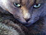  Cat_the_ best_284 (700x525, 99Kb)