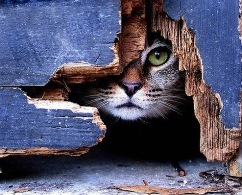 cat peeking from hole (490x394, 62Kb)