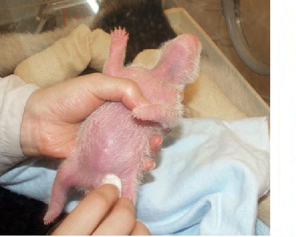 getImage3 (600x480, 37Kb)