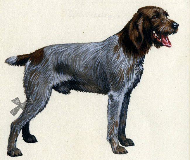 Рассмотрите фотографию собаки породы немецкий дратхаар. Дратхаар собака. Дратхаар картина. Дратхаар и такса. Дратхаар в стойке.