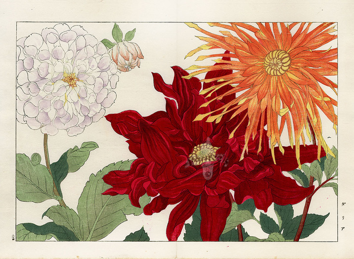 3035399_kon12121dahlia (700x512, 194Kb)