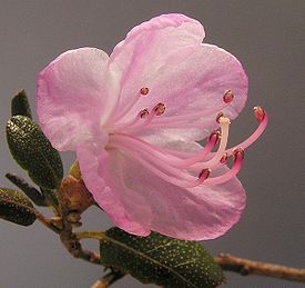 275px-Rhododendron_sp1 (275x259, 13Kb)