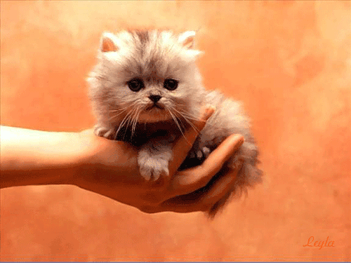 0_4a4c2_5dfd4eca_L (500x375, 340Kb)