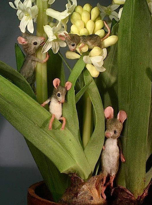 mouse plants web size (521x700, 123Kb)