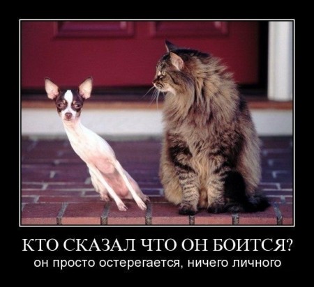 Demotivations_cats_1_Koteiko.ru (450x412, 44Kb)