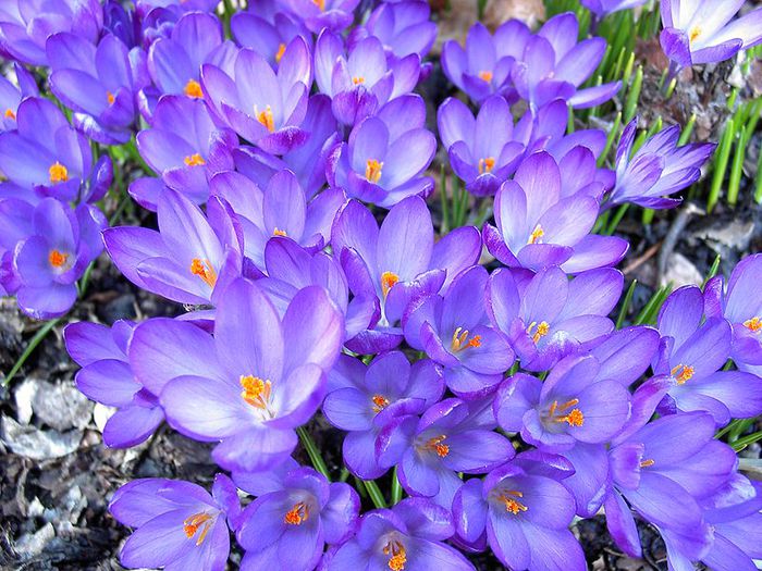 56055844_1267824125_800pxCrocus_Bonte_Krokus (700x525, 96Kb)