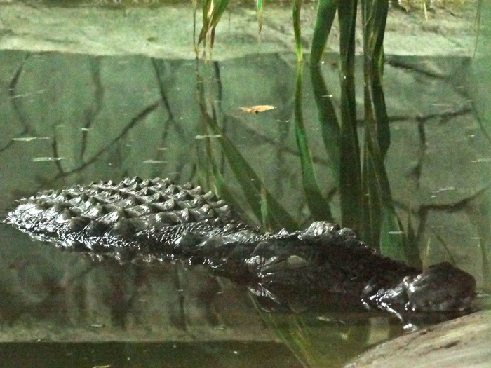 DSC00748 (700x525, 126Kb)