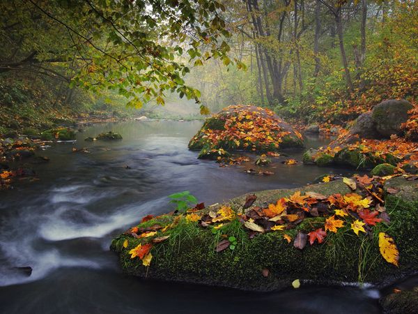 autumn-colors (600x450, 73Kb)