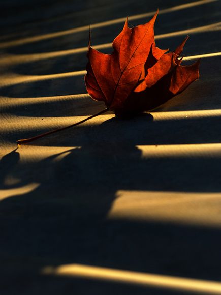 autumn-colors-finland (435x580, 26Kb)