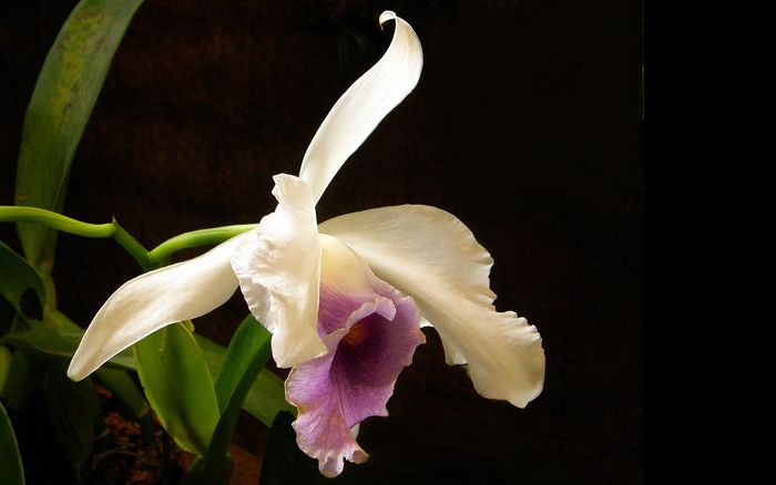 orchid-19_96454410@N00_ncnd_display (700x438, 29Kb)