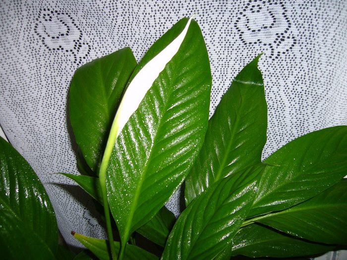 P1060160 (700x525, 217Kb)