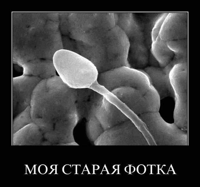http://img1.liveinternet.ru/images/attach/c/4/79/46/79046833_demotivator.jpg