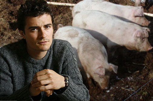 Orlando-Bloom-has-a-fear-of-pigs (506x334, 46Kb)