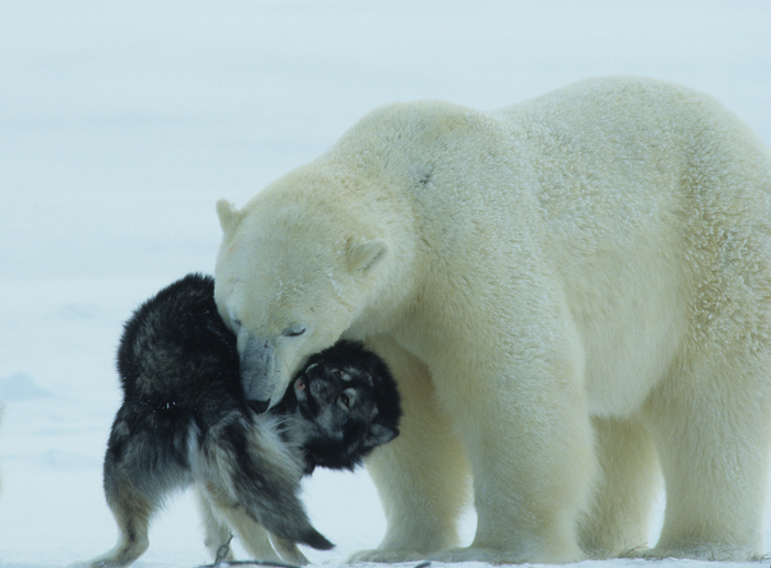 06Bär+Hund Rosing (700x516, 336Kb)