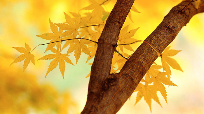 autumn-leaves-wallpaper-1366x768 (700x393, 101Kb)