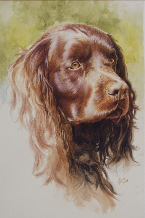 American_Water_Spaniel_15x22WC_2004 (467x700, 76Kb)
