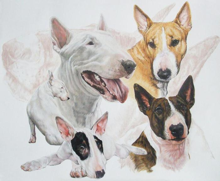 Bull_Terrier_wGhost_19x24WC-CP_2009 (700x576, 45Kb)