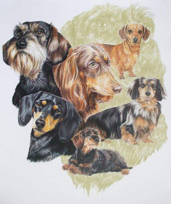 Dachshund_wGhost_19x24CP_2009 (585x700, 60Kb)