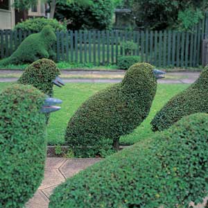 how-to-create-topiary0[1] (300x300, 22Kb)