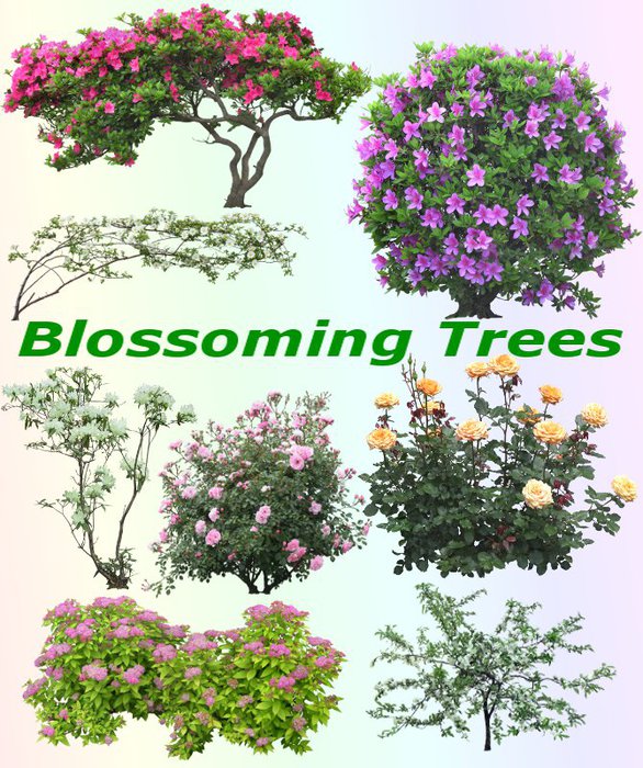 3291761_01Blossoming_Trees (586x700, 136Kb)