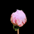 fl2 (120x120, 92Kb)