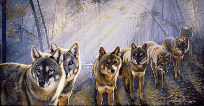 wolfpack (700x364, 339Kb)