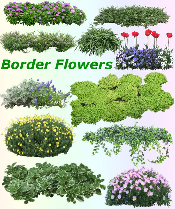3291761_01Border_Flowers (586x700, 143Kb)