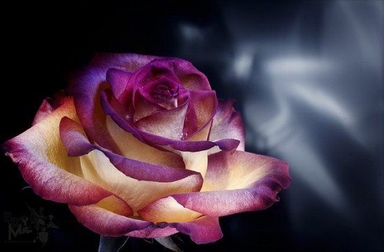 sensi-roses-rosen-rosas-flowers-My-Album-1-flower-Rose-nice-Love-this-my-faves-arena-nature_large (550x362, 35Kb)