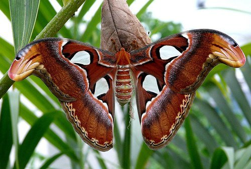 Attacus atlas (500x337, 55Kb)