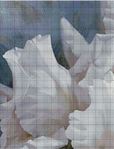  IL-013       White Irise Elegance I (535x700, 379Kb)