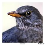  1256300157_turdus_merula (500x500, 38Kb)