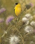  1270632922_goldfinch-and-thistle (500x637, 46Kb)