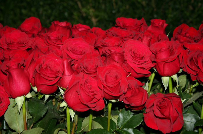 All sizes  Roses are Red  Flickr - Photo Sharing! (700x460, 799Kb)