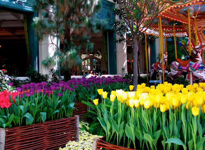 All sizes  Bellagio conservatory  Flickr - Photo Sharing! (700x514, 932Kb)